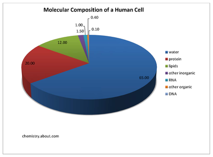 Molecular composition of a human cell
