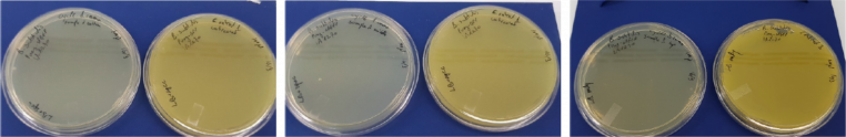 Plating of bacterial cultures after autoclave cycle