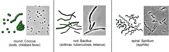 Bacteria grouped according to shape